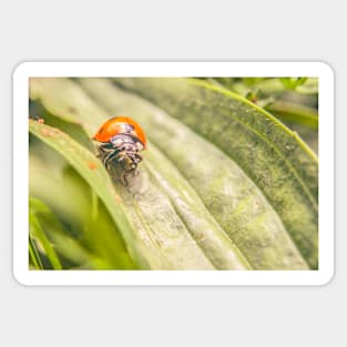 ladybug Sticker